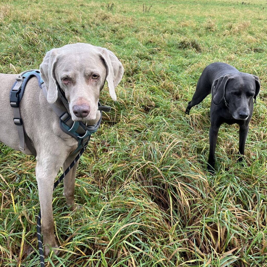 Jessie and Ghillie, the Weimaraners walking through a field off-lead