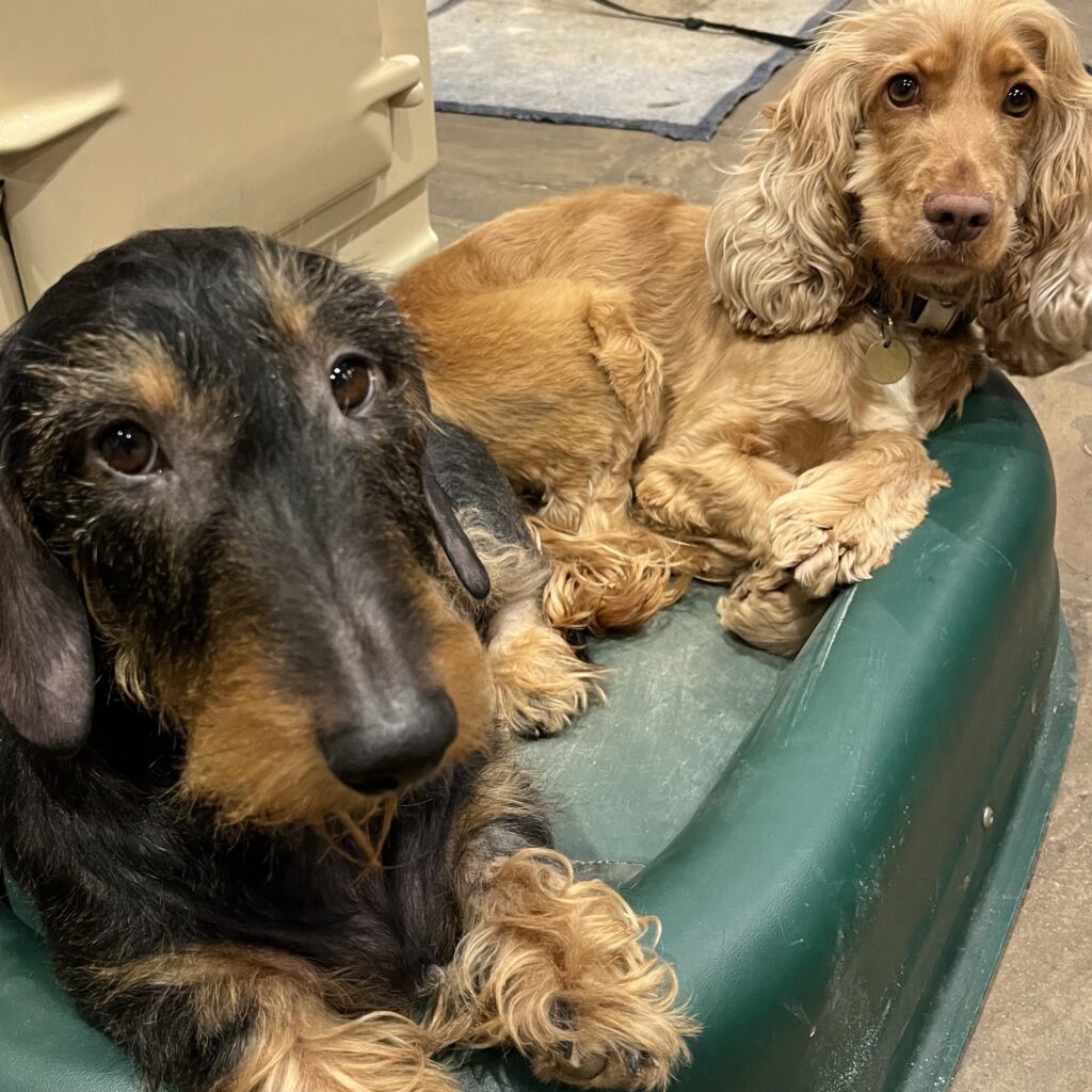 Gertie, the Dachshund, and Dolly, the Cocker Spaniel, in their bed in front of the Aga