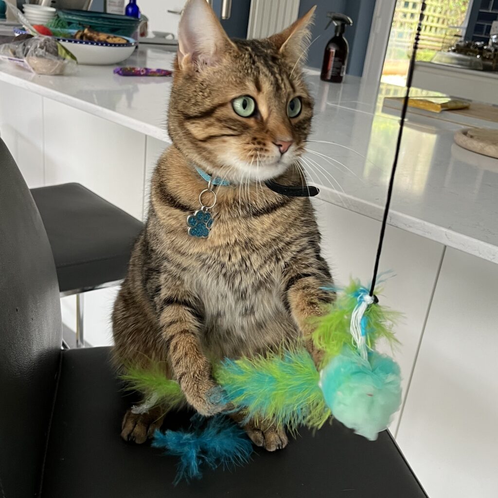 Alfie the cat, sitting on a stool, playing with his feathered toy