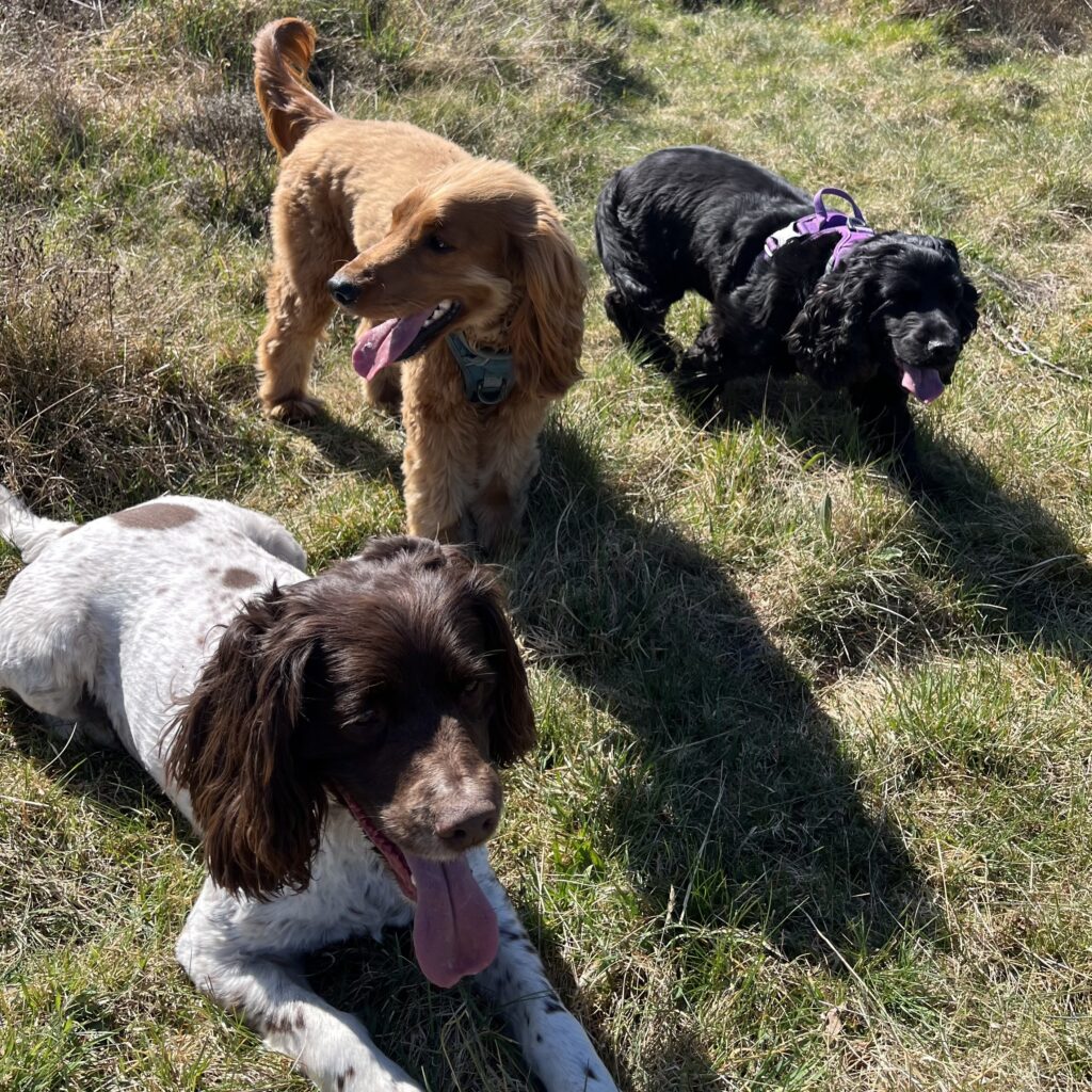 A close-up of Bramble, Hector and Lola, the Spaniels