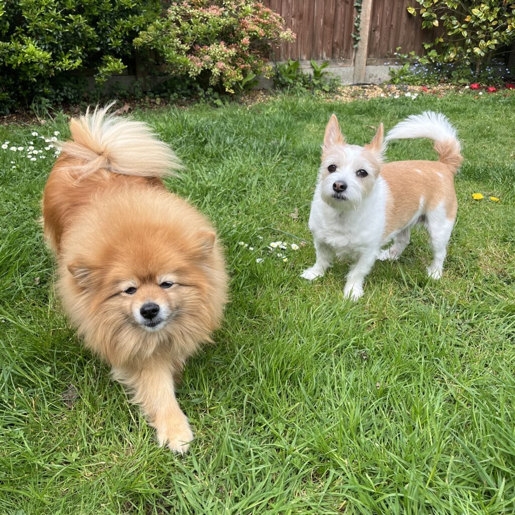 Harley the Pomeranian, and Trixi the Jack Russell in the garden