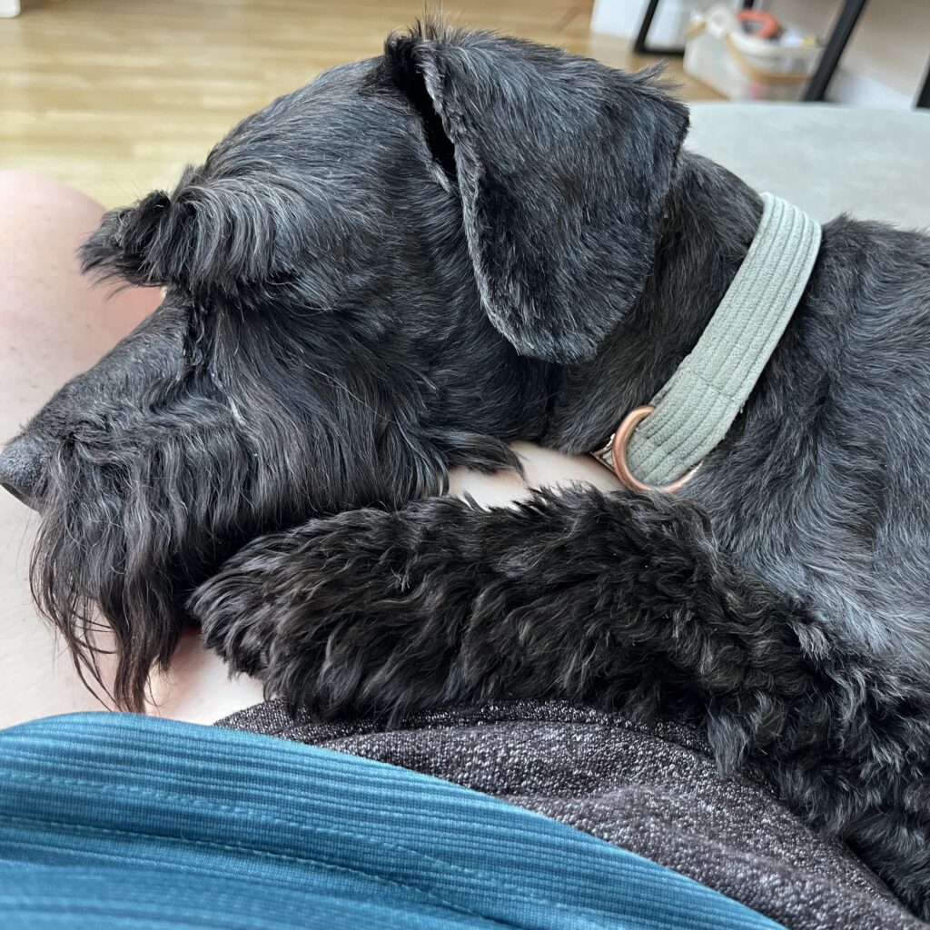 Basik, the Miniature Schnauzer, lying on Sharon's lap