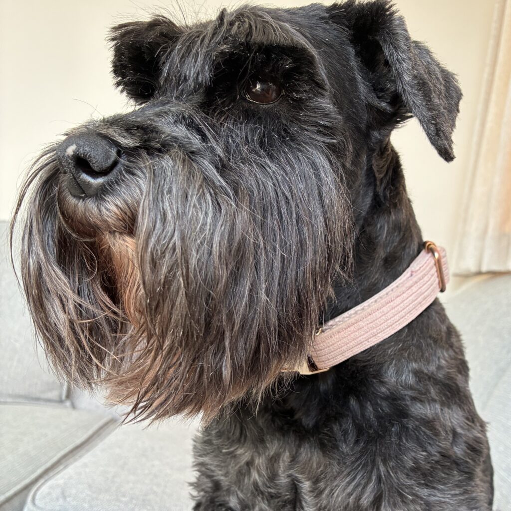 A close-up of Tricia, the Miniature Schnauzer