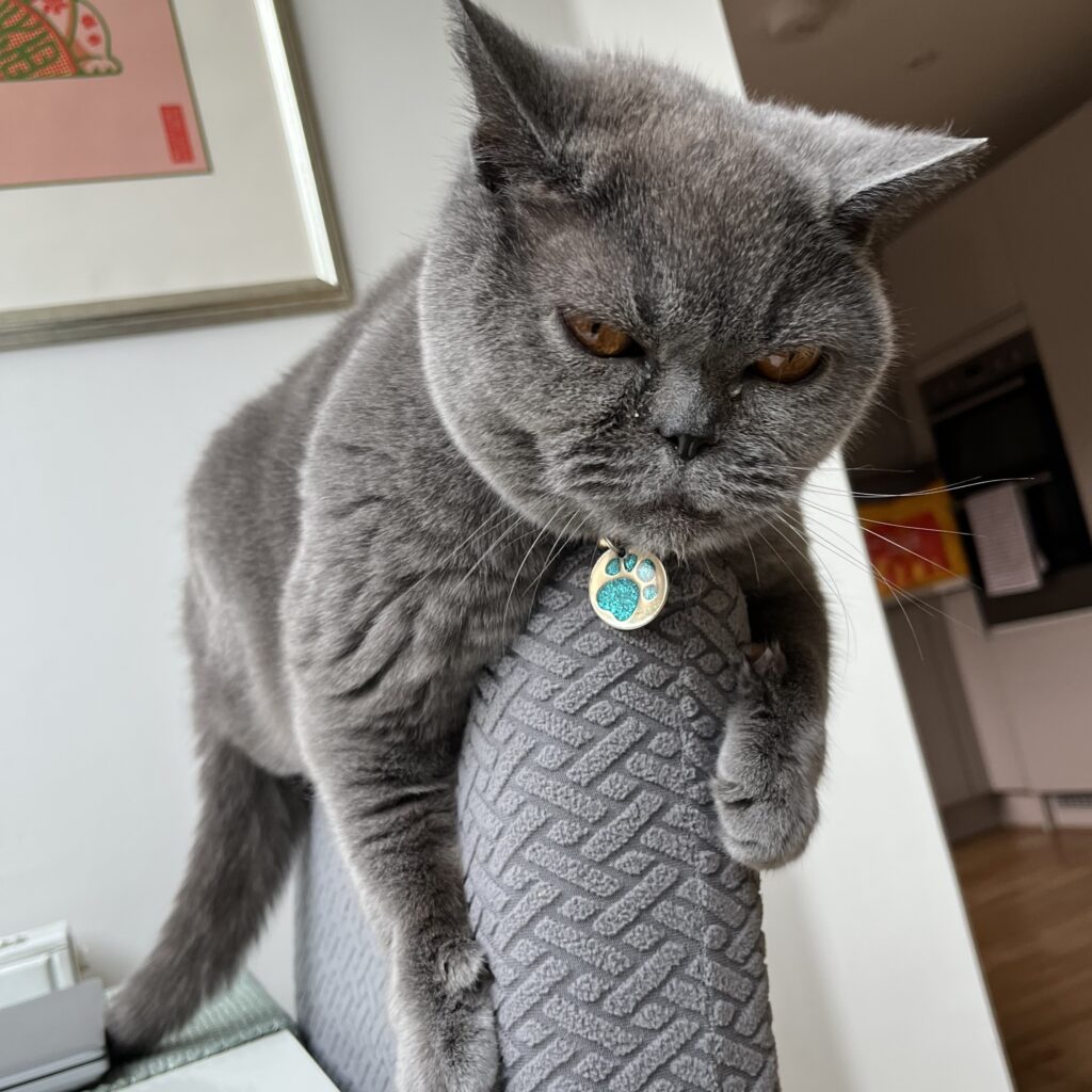 Zeus, a grey British Shorthair cat, balanced on the back of a chair