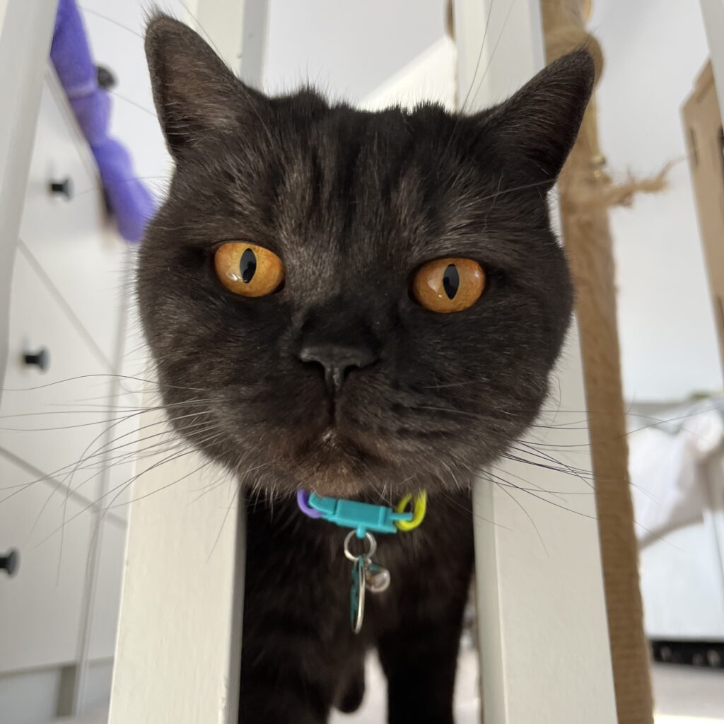 Loki, a black British Shorthair cat, with his head through a banister