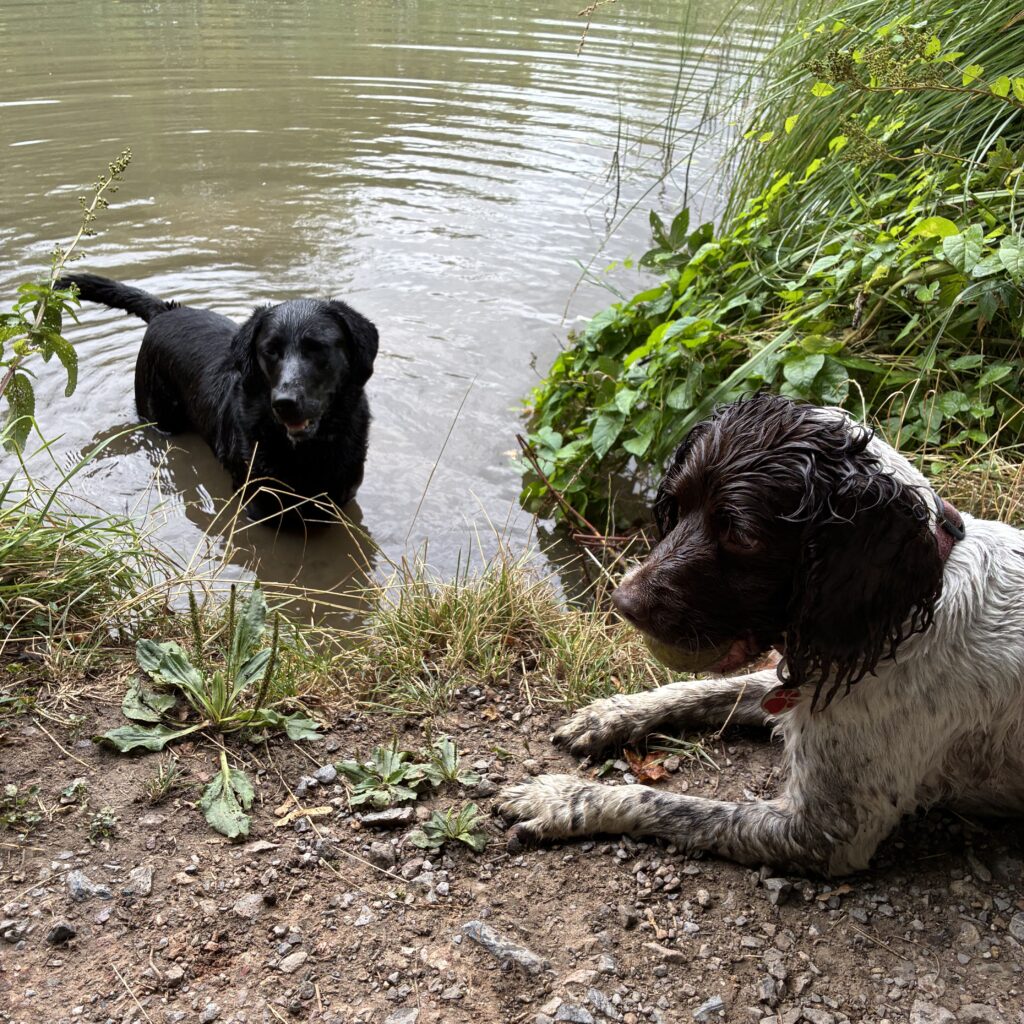 Florence, the Black Labrador, standing in the water at the edge of the canal with Bramble, the Springer Spaniel, watching her