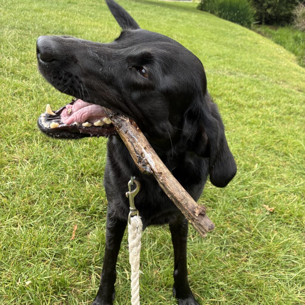 Florence, the Black Labrador, is carrying a stick on her walk




Archive

Move

Delete

Spam





Descriptions
Yahoo
/
Inbox



sharontrefusis@btinternet.com
 
From:
sharontrefusis@btinternet.com
To:
ptrefusis@sky.com

Wed, 19 Nov at 22:04

Loki, a black British Shorthair cat, with his head through a banister
Florence, the Black Labrador, standing in the water at the edge of the canal with Bramble, the Springer Spaniel, watching her
Florence, the Black Labrador, is carrying a stick on her walk