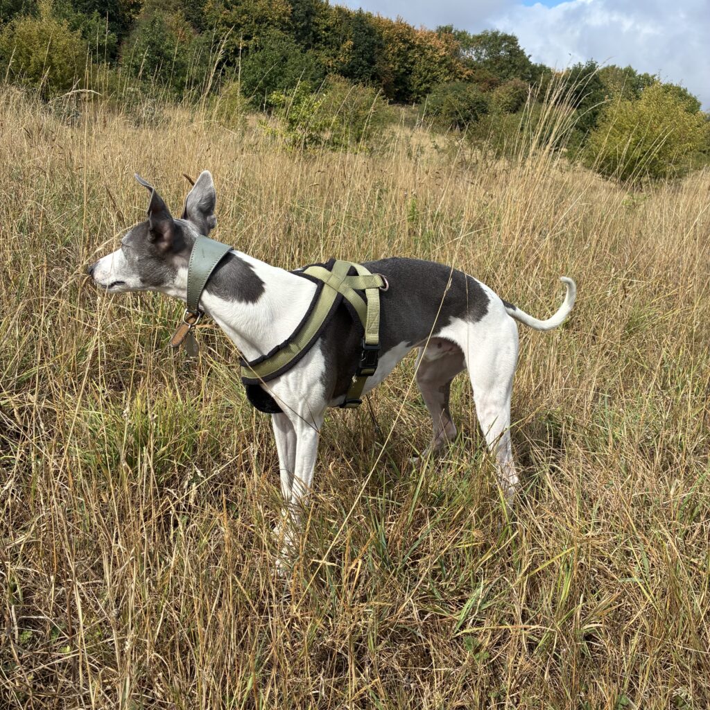 Elvis, the Whippet, standing in a field of long grass