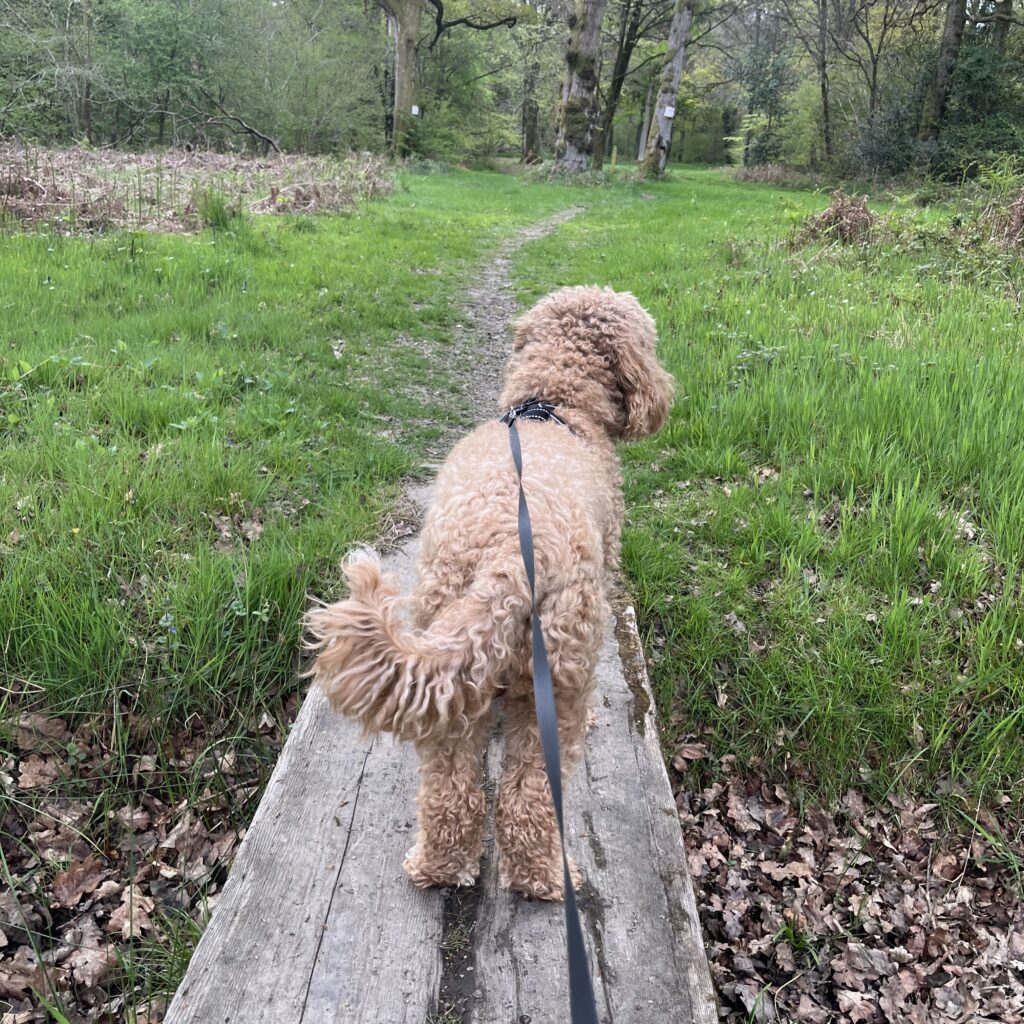Daisy, the Cavapoochon, crossing a small wooden bridge