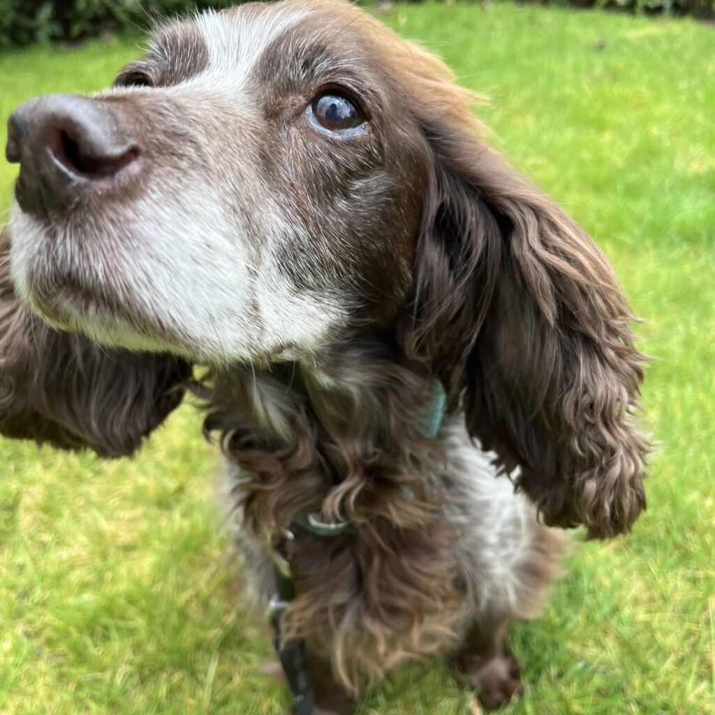 A close-up of Pickles, the Cocker Spaniel