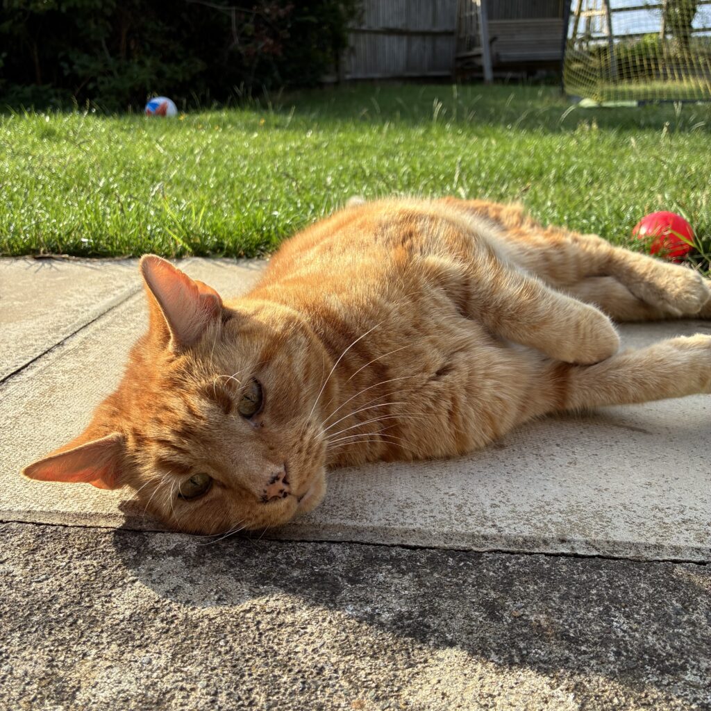 Ted, the Ginger cat, is basking in the sunshine
