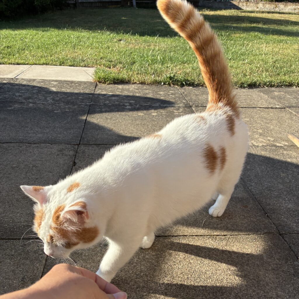 Patch, the white cat with ginger patches, walks up to Sharon's hand