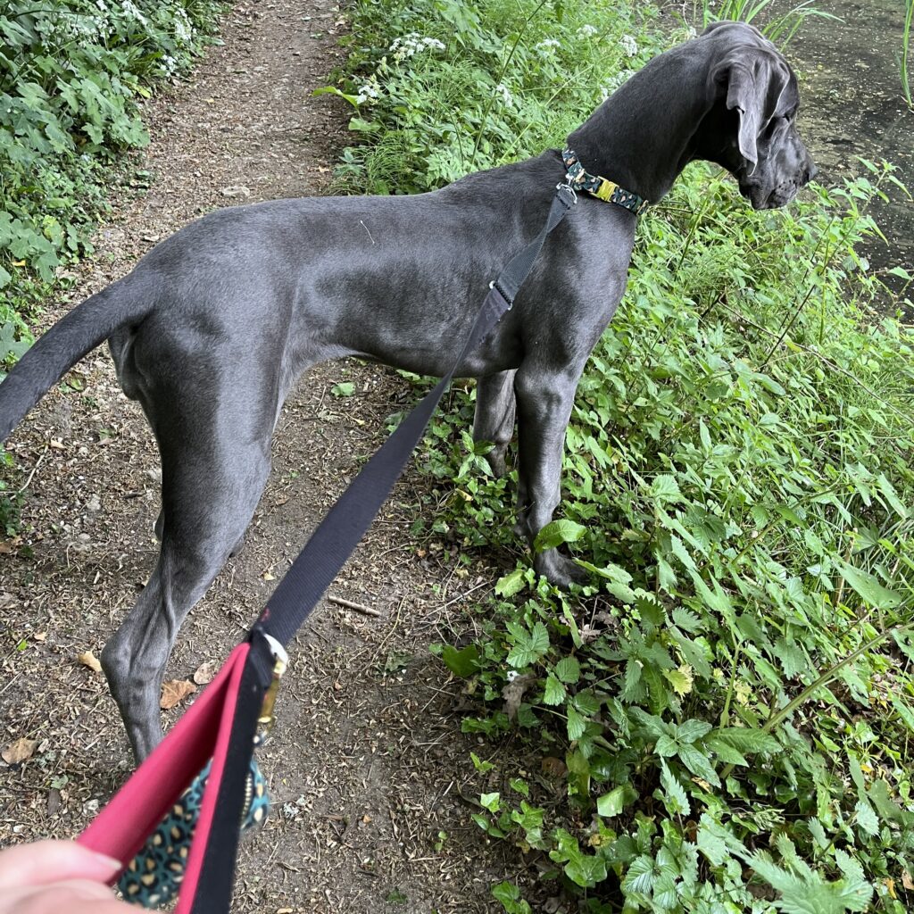 Stormy, the Great Dane, on a walk along the canal