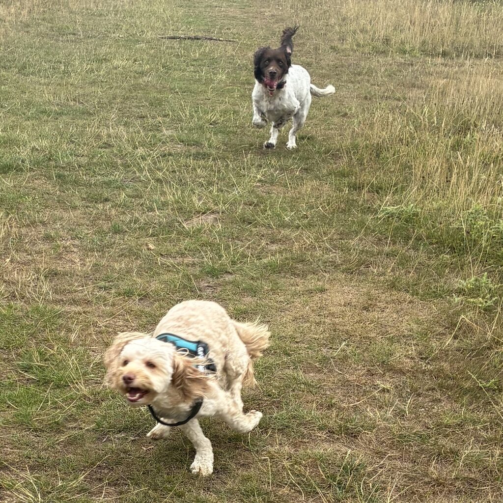 Monty, the Cavapoo, is being chased through the meadow by Bramble, the Springer Spaniel