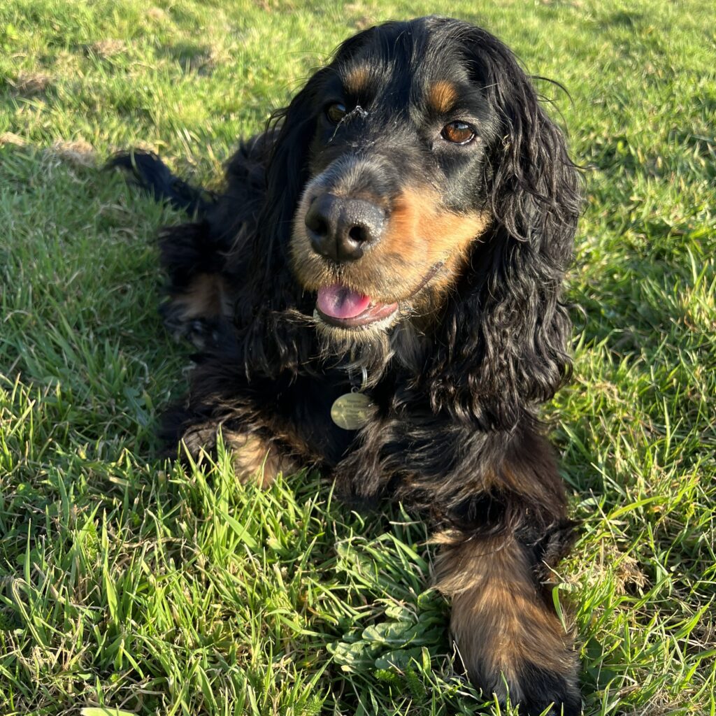A close-up of Hettie, the Show Cocker Spaniel