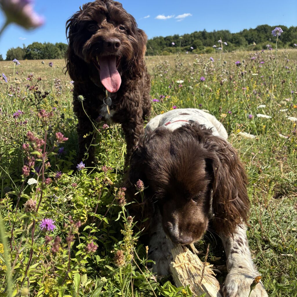 A close-up of Charlie, the Cockapoo, and Bramble, the Springer Spaniel, amongst the wild flowers