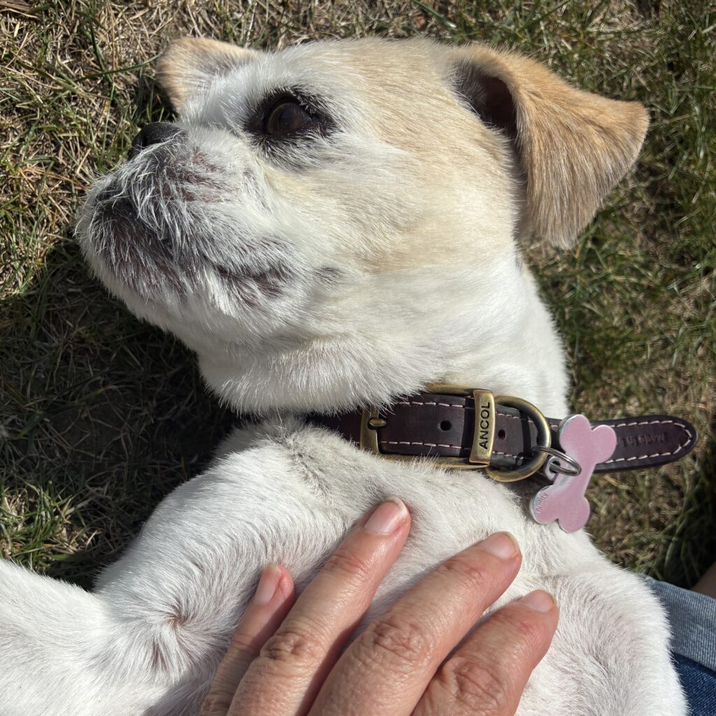 A close-up of Sharon stroking Lola, the Shihtzu Jack Russell cross