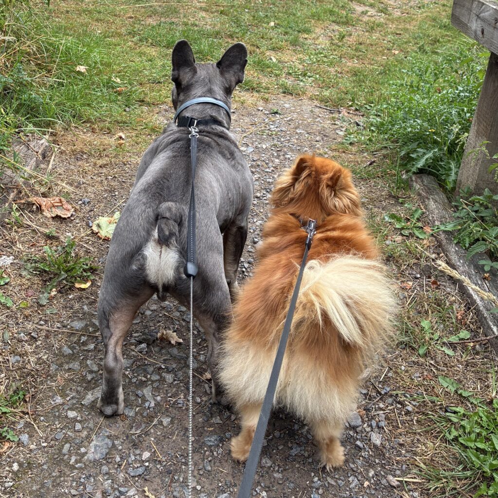 A close-up of Cash, the French Bulldog, and Myla, the Pomeranian, from behind