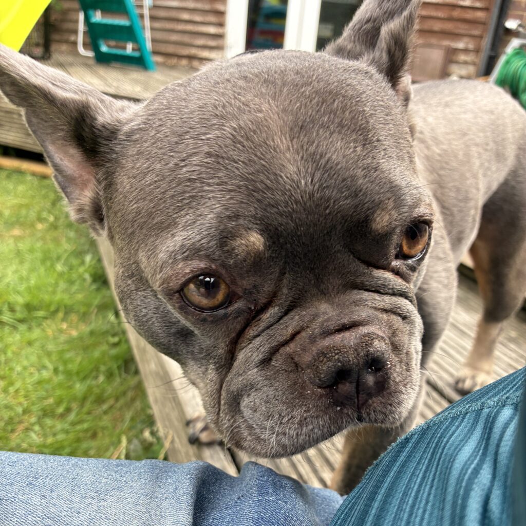 A close-up of Cash, the French Bulldog, standing next to Sharon