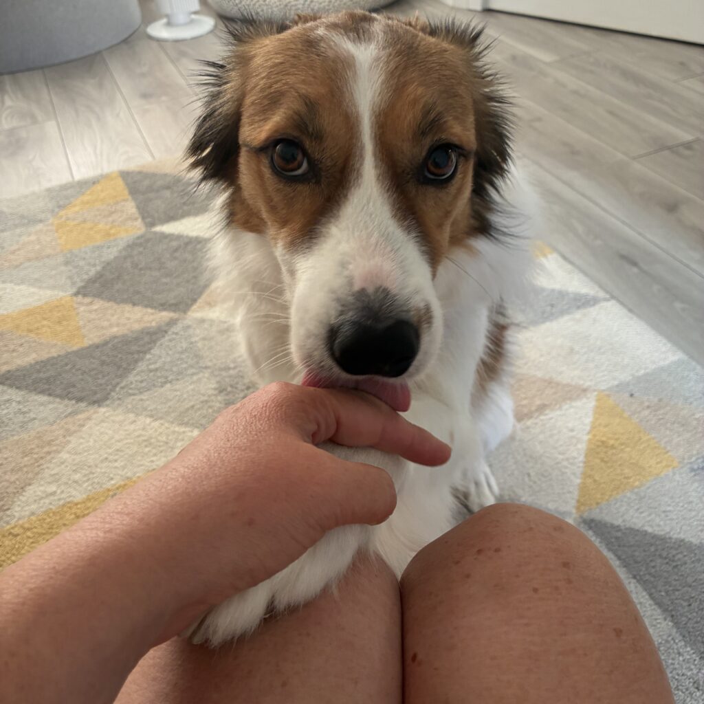 Rusty, the Brown and White Collie, with his paw on Sharon's knee