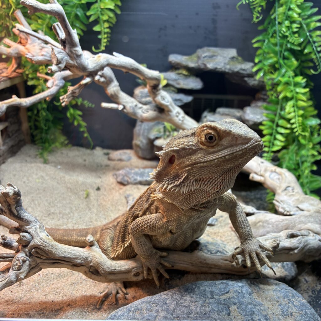 Sonic, the Bearded Dragon, looking out of his vivarium