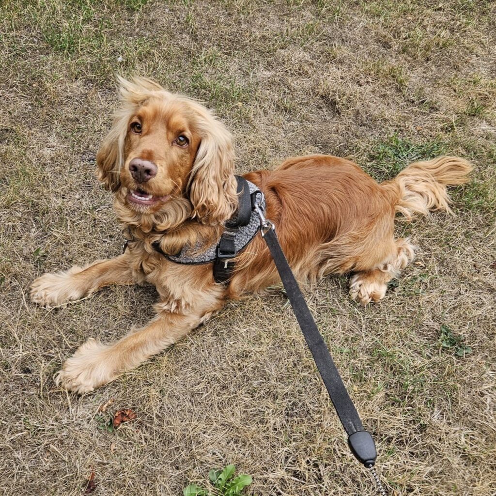 Charlie, the Show Cocker Spaniel, is lying down on the grass