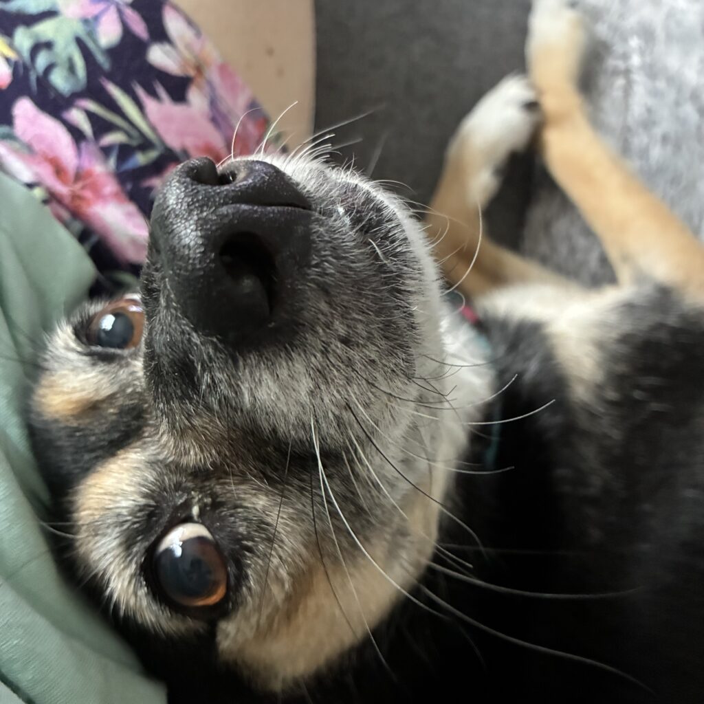 Piper, the Romanian Rescue dog, is lying upside down, snuggled next to Sharon