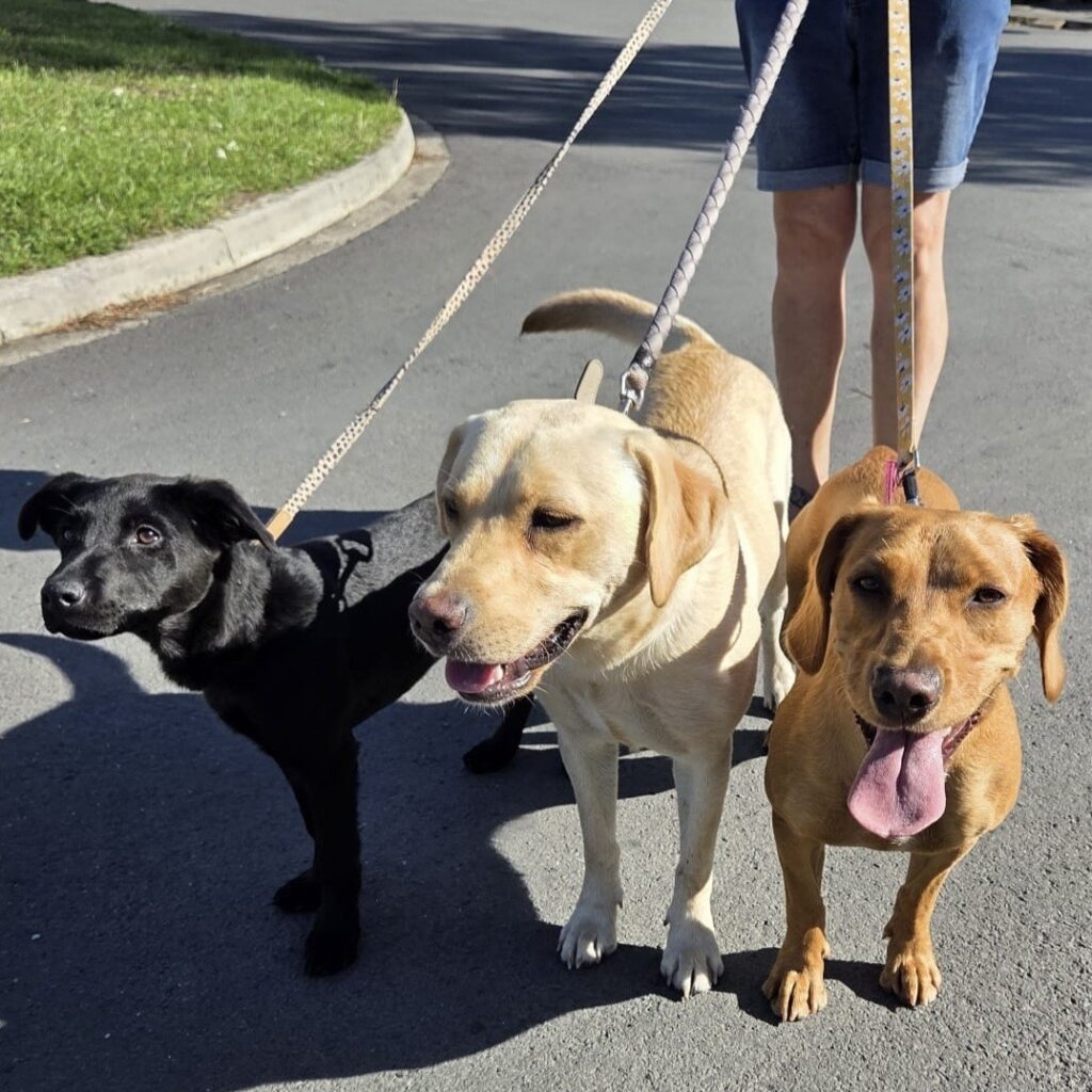 Sharon walking Coco, Daisy and Lola, the Labradors