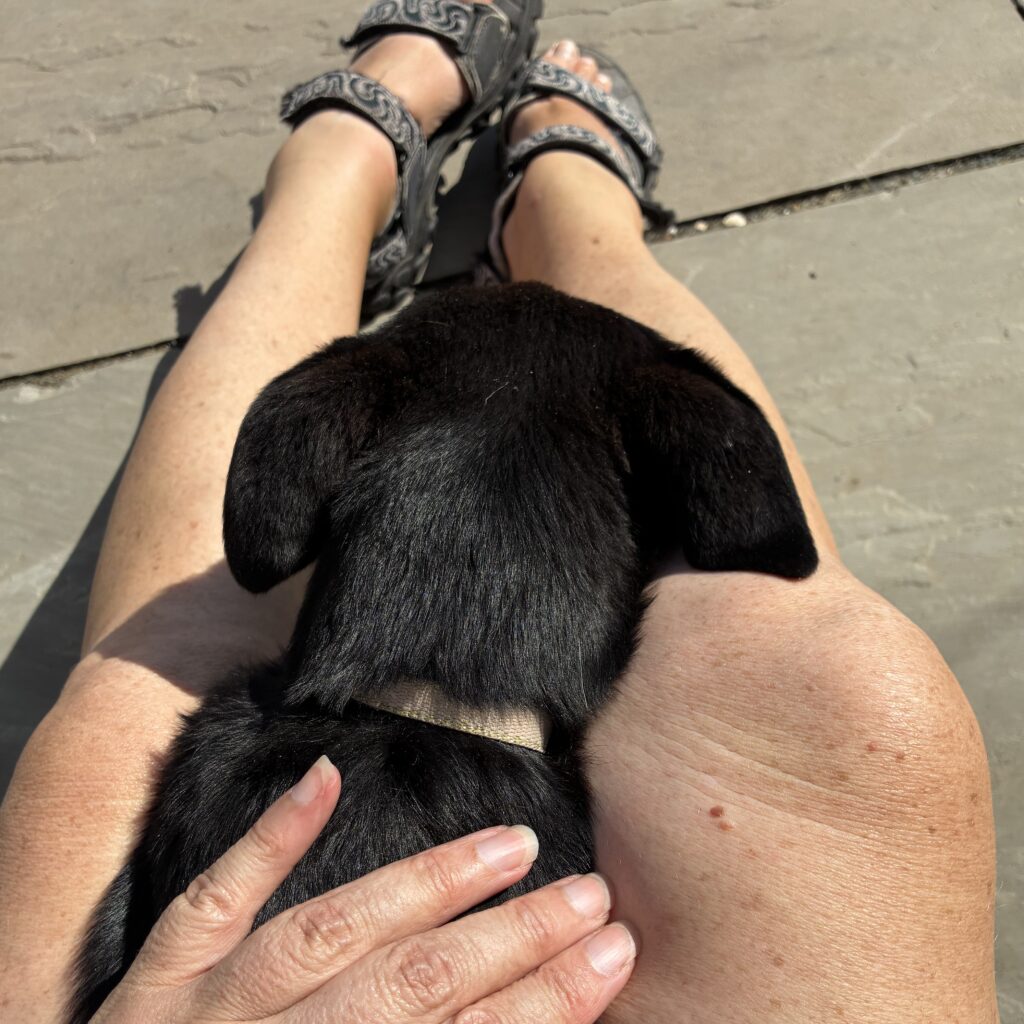 Coco, the Black Labrador puppy, is lying between Sharon's legs