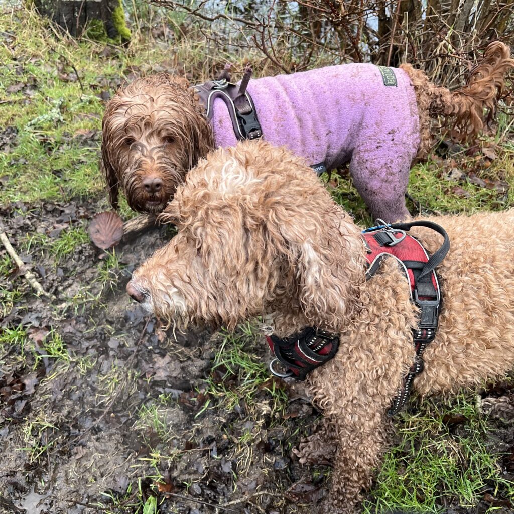 Fudge and Toffee, the Cockapoos, on a muddy walk at the woods