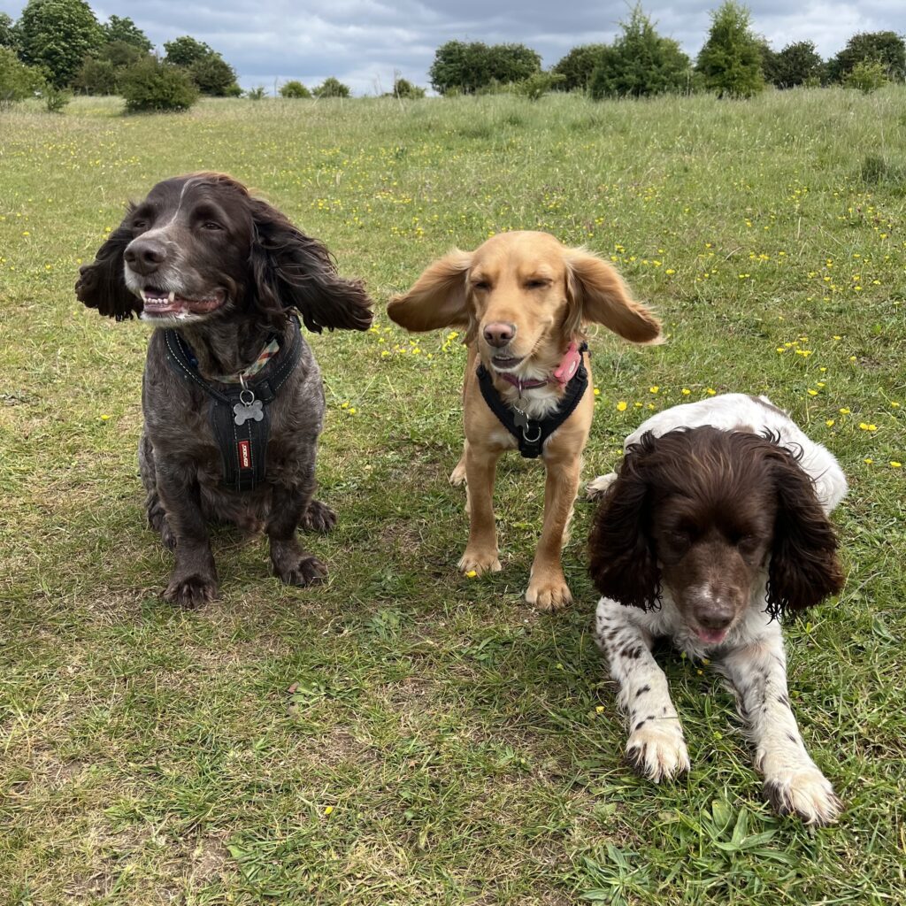 Harry, Lily, and Bramble the Spaniels with their ears flapping around in the wind like kites