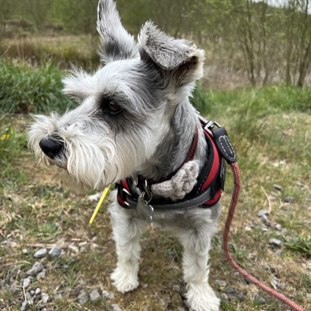 A close up of Elsi, the Miniature Schnauzer, on a walk