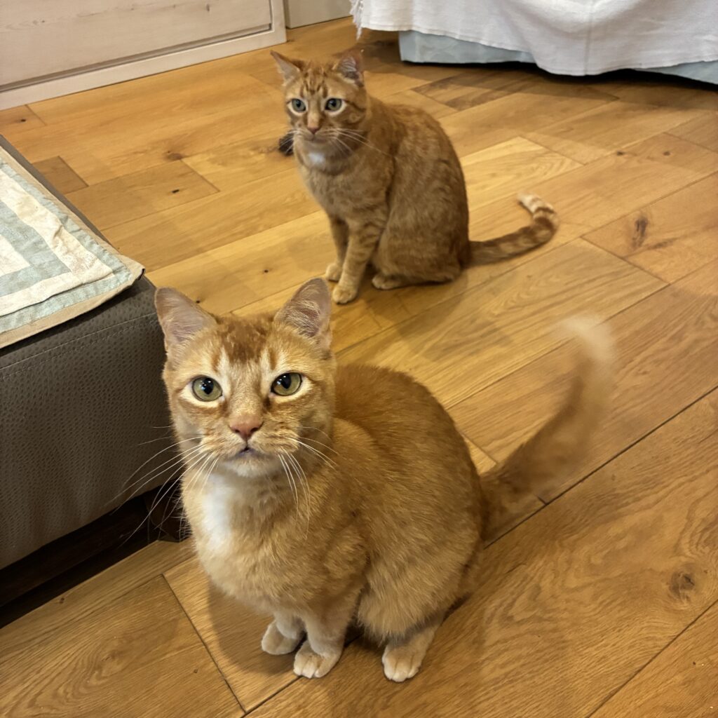 Monty and Milo, the Ginger Cats, are sitting on the wooden floor