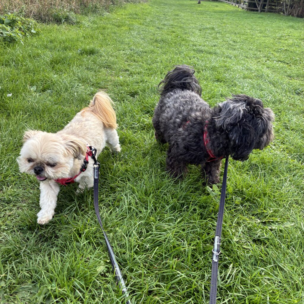 Bertie, the Shihtzu, and Ernie, the Shihpoo, walking in a meadow
